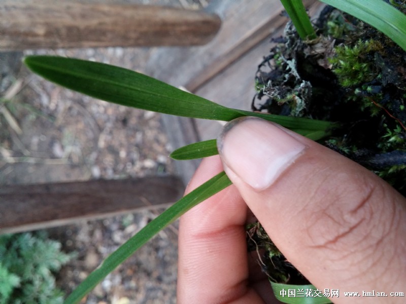 秋季三角梅的繁殖方法