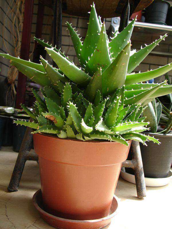 芦荟养植方法：家庭绿植养护全攻略