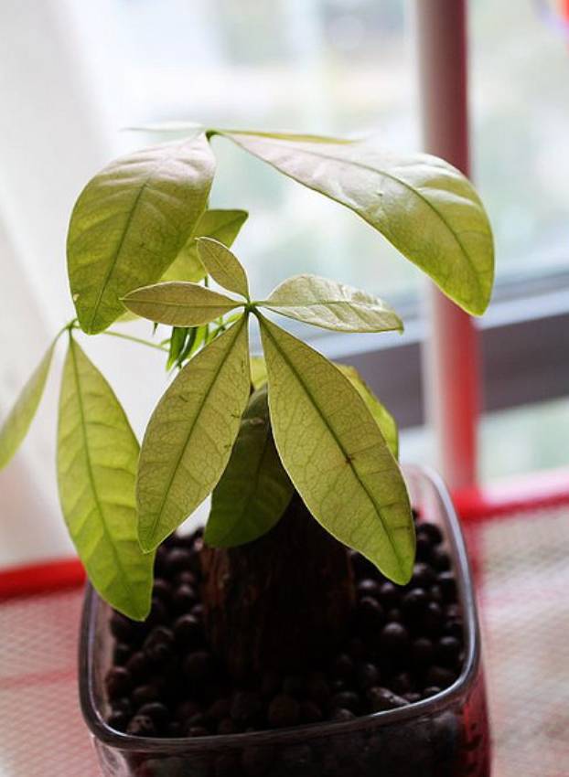 米兰叶子变黄:找出原因与解决方法