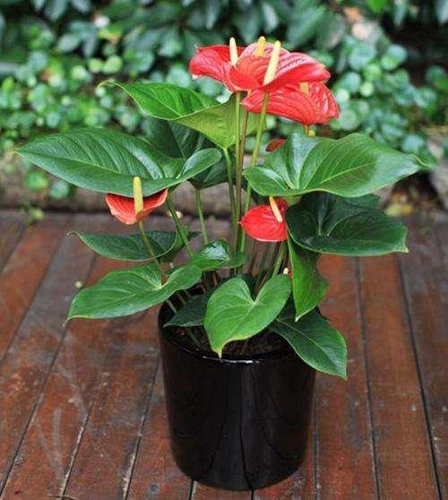 红掌叶子发黑:原因分析与解决方法