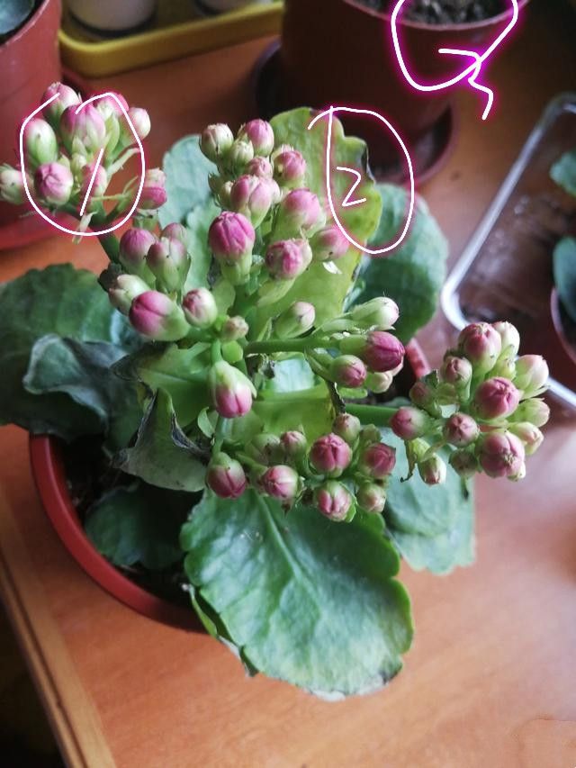 收蜂笼的使用方法:专业园丁的实践指南