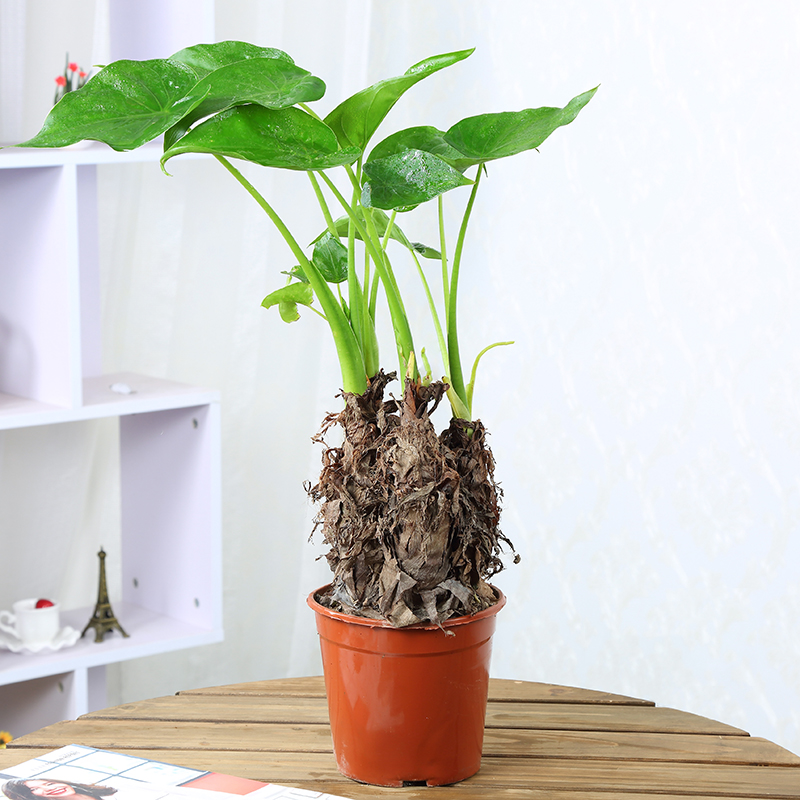 水培龟背竹的养殖方法和注意事项