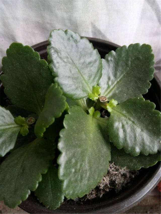 多肉叶子变软褶皱:原因分析与解决方法