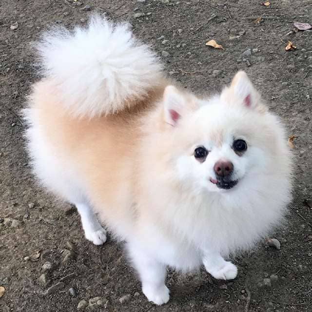 猫有红灯出现什么原因