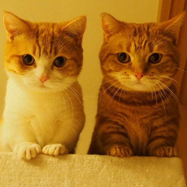 各种混血狗狗:宠物世界中的小明星