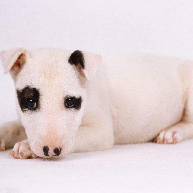 宠物狗吐食物什么原因：解开宠物的“反常行为”之谜