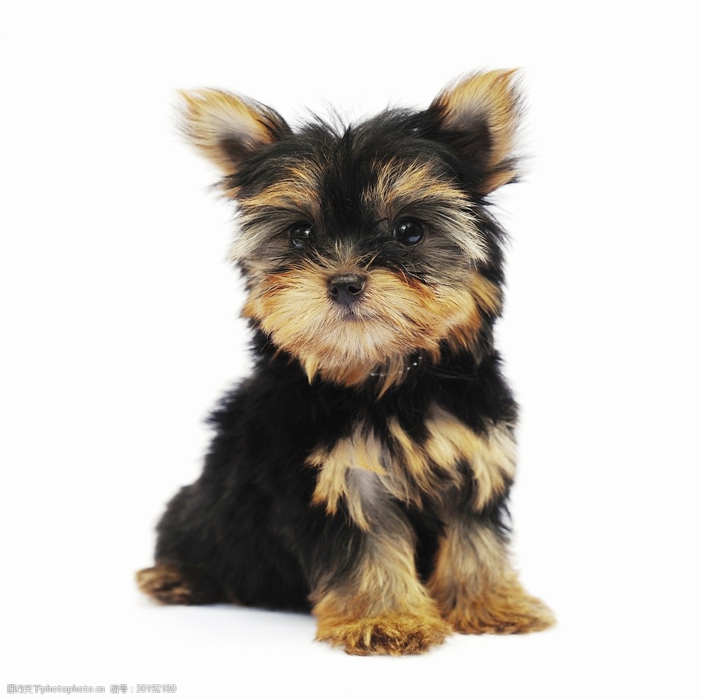 猫咪总是喜欢拍打尾巴:揭秘背后的秘密