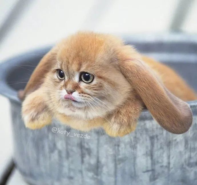 猫咪靠近陌生人:探索猫儿社交的秘密