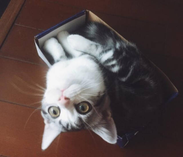 狗狗涨热——宠物护理人员的温馨提醒