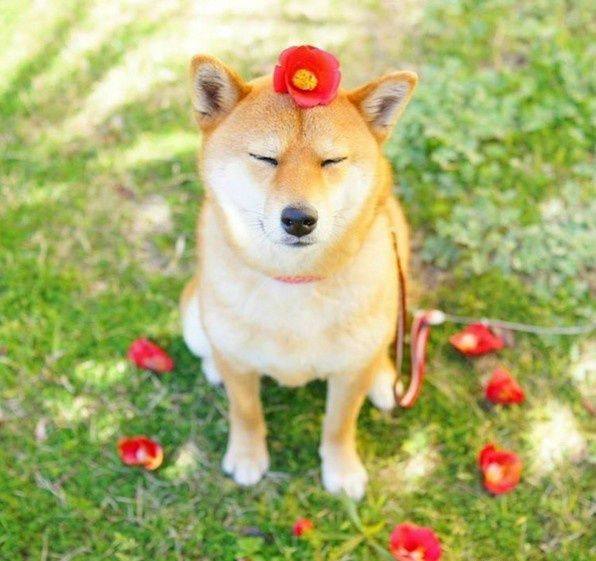 训练泰迪狗狗谢谢：打造完美伴侣的温馨指南