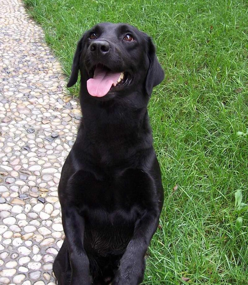 太原狗狗赠送：传递温馨，开启爱心之旅