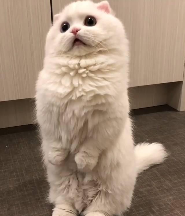 猫突然大叫吐了？揭秘背后的原因