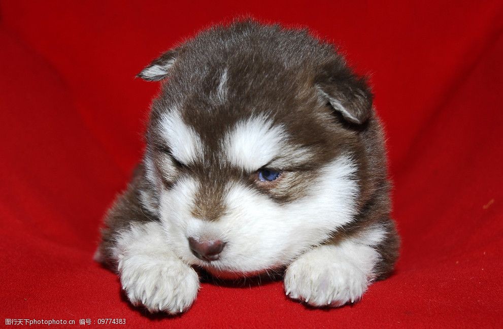 狗狗便秘是怎么回事