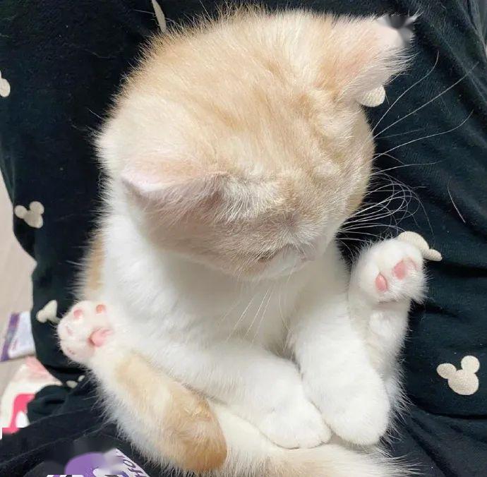 两个月的狗狗咬胶——新手主人的应对策略