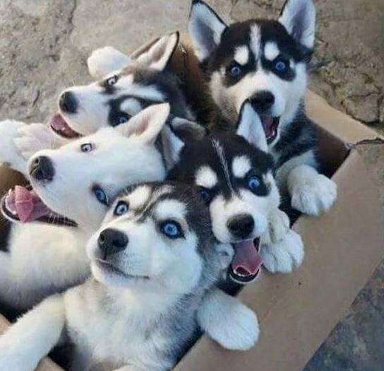 狗狗爪子大全:揭秘宠物护理中的小秘密