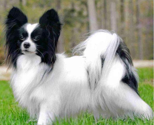 敏感话题预警:本文将讨论宠物猫咪误食死老鼠的情况,并提供相应的处理建议。