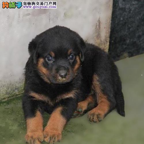 猫咪为什么不吃生牛肉?揭开宠物饮食的秘密