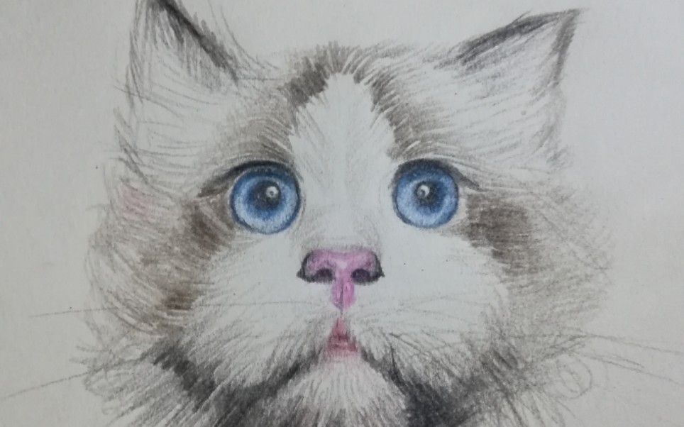 狗狗睡枕头:揭秘宠物生活的温馨细节