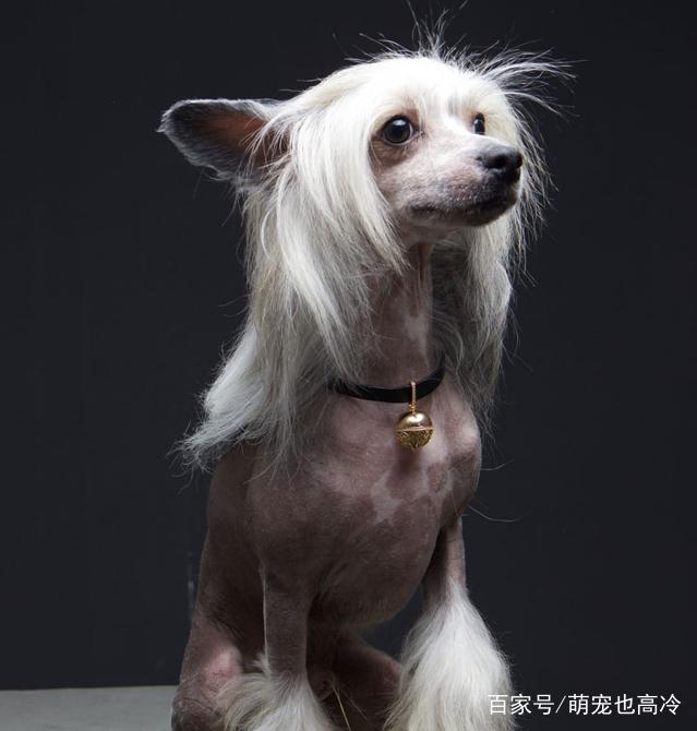 狗狗泪腺形成——揭秘宠物眼中的秘密