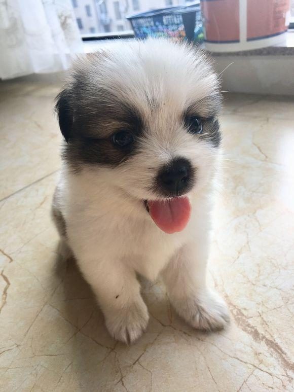 猫咪怎么带出家门不叫?——轻松带猫出门的小妙招