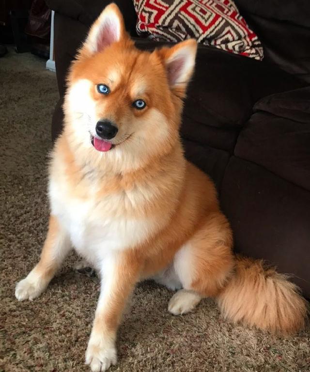 拯救心灵：狗狗性格障碍的识别与疗愈