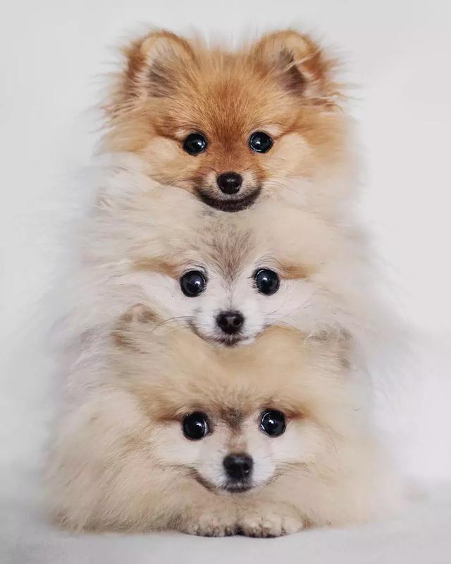 什么原因导致猫肠道不好