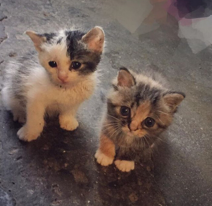 猫在深夜死了?揭秘猫咪离奇死亡的原因