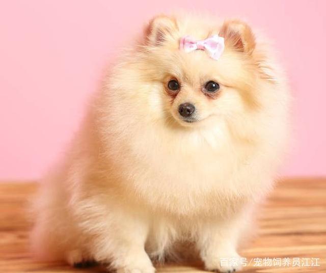 猫咪中暑会失禁吗？揭开宠物护理的秘密