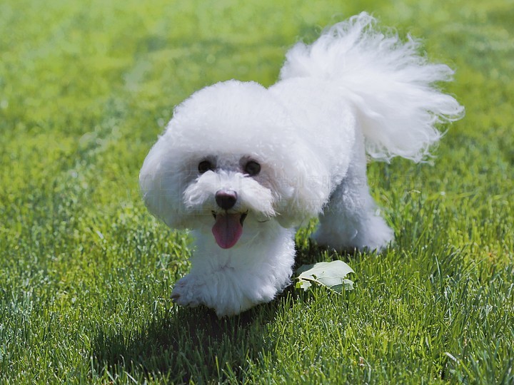 常见困扰:狗狗吃完饭不拉粑粑