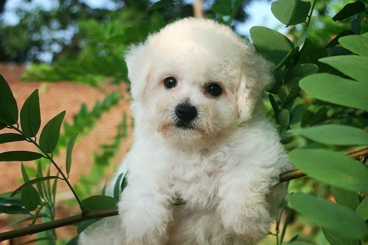 猫咪要大便的表现:捕捉宠物生活的微小瞬间