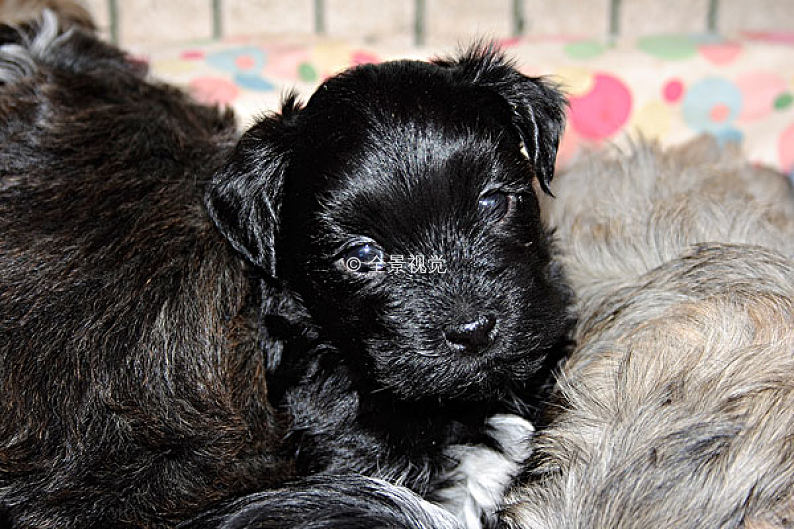 猫肺部积水:揭开背后的秘密